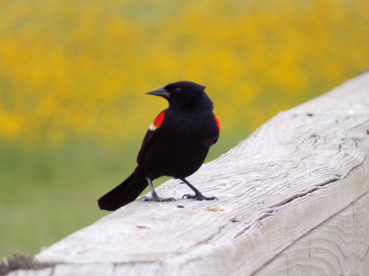 Red-winged Blackbird - ML618818195