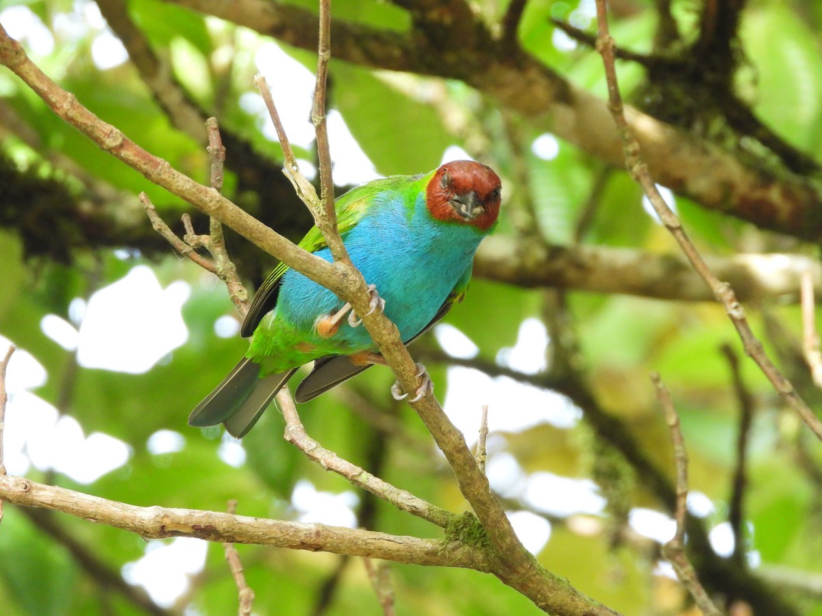 Bay-headed Tanager - ML618818205