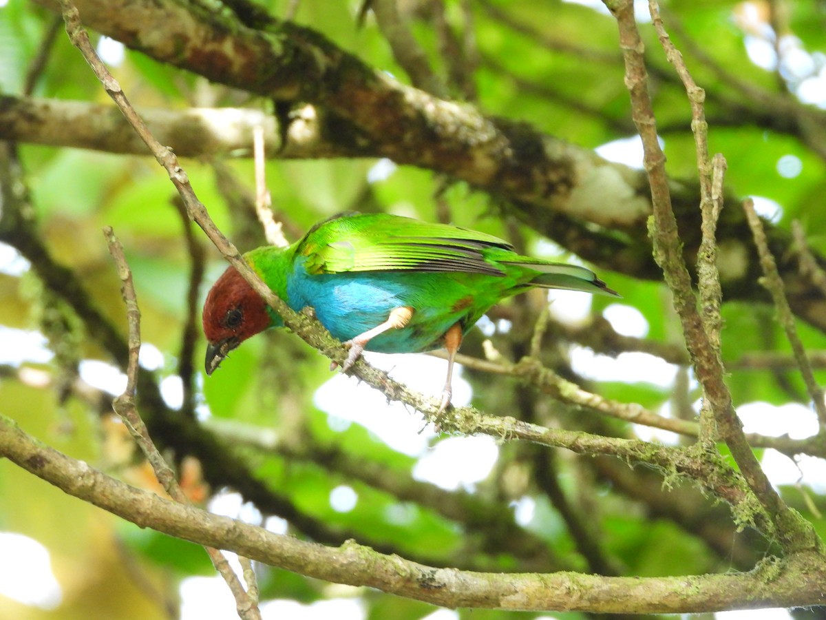 Bay-headed Tanager - ML618818206