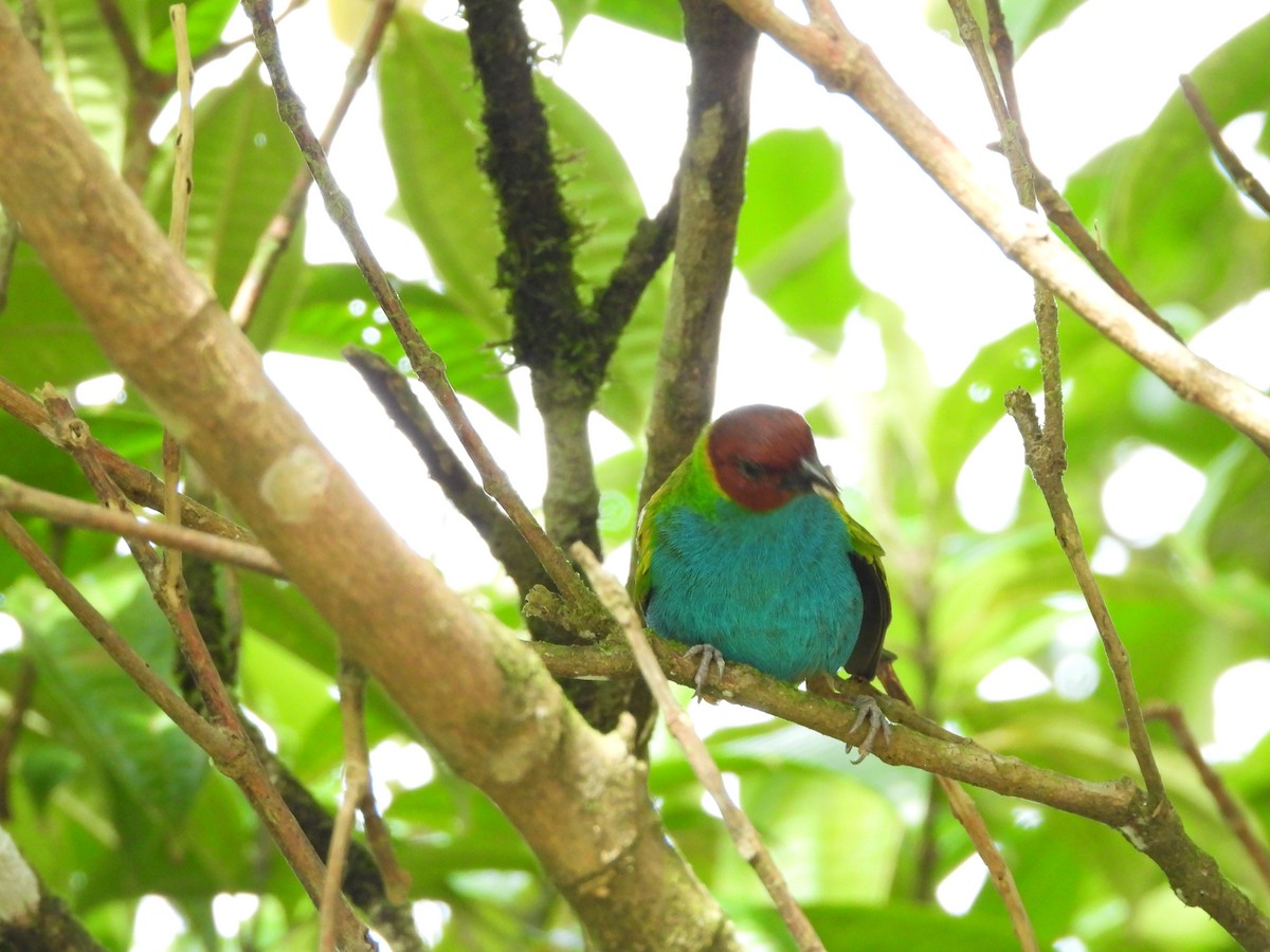 Bay-headed Tanager - ML618818207