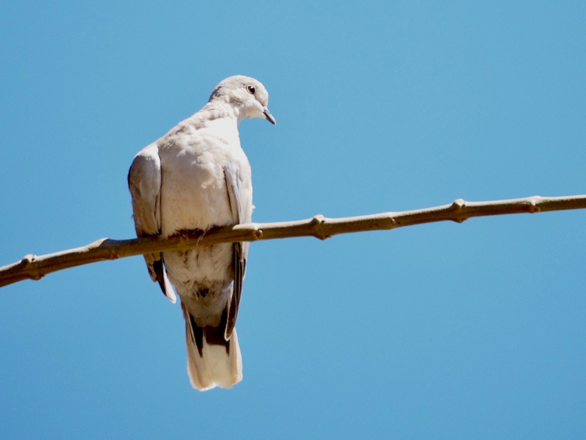 Eurasian Collared-Dove - Wendy Feltham