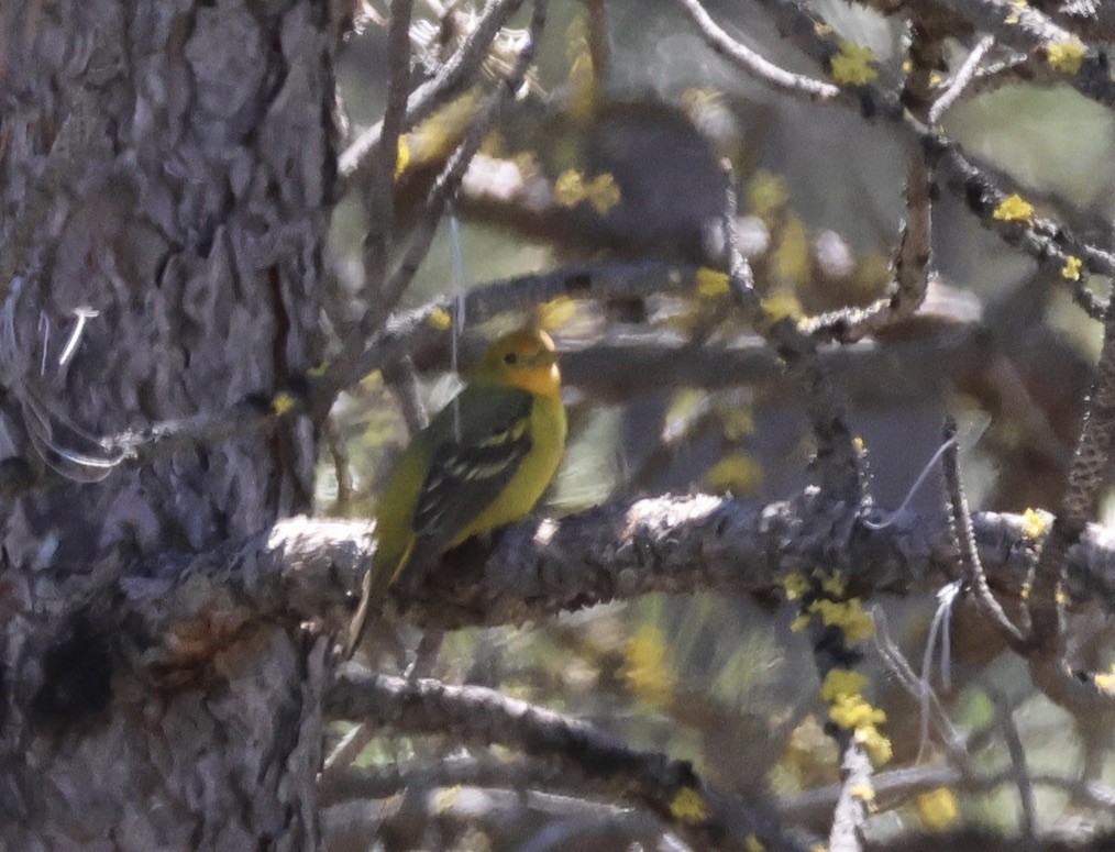Western Tanager - ML618818231