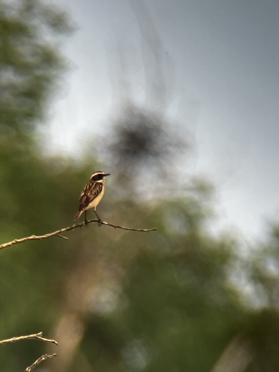 Whinchat - Josef Wyss