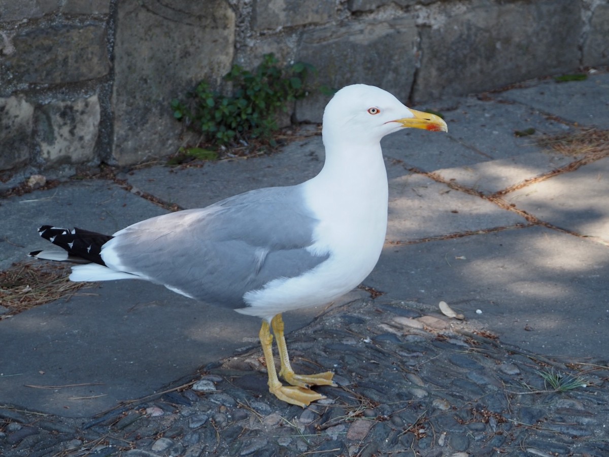 Yellow-legged Gull - ML618818258