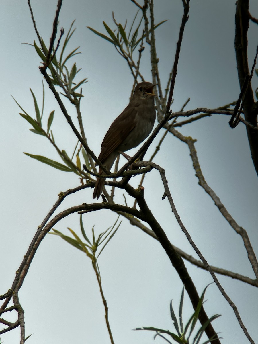 Common Nightingale - ML618818317