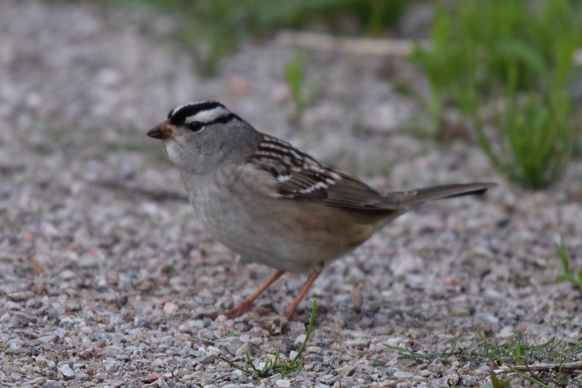 White-crowned Sparrow - ML618818329