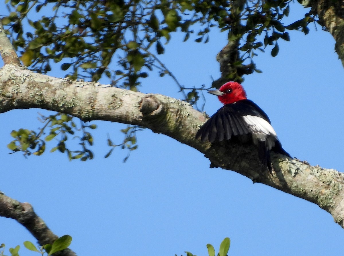 Red-headed Woodpecker - Christine Rowland