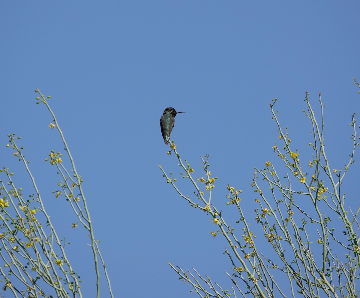 Anna's Hummingbird - ML618818339