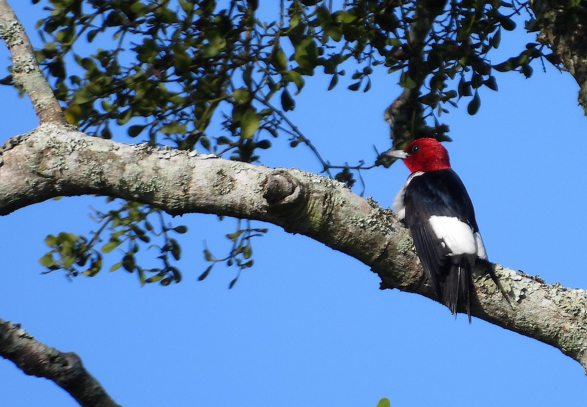 Red-headed Woodpecker - Christine Rowland