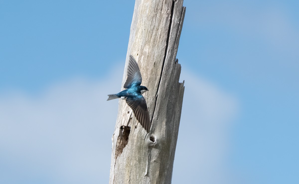 Tree Swallow - Mike Good