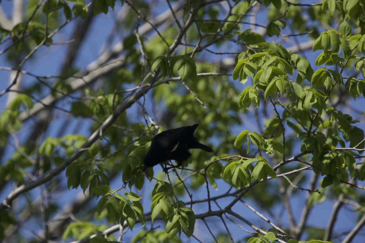Red-winged Blackbird - ML618818381