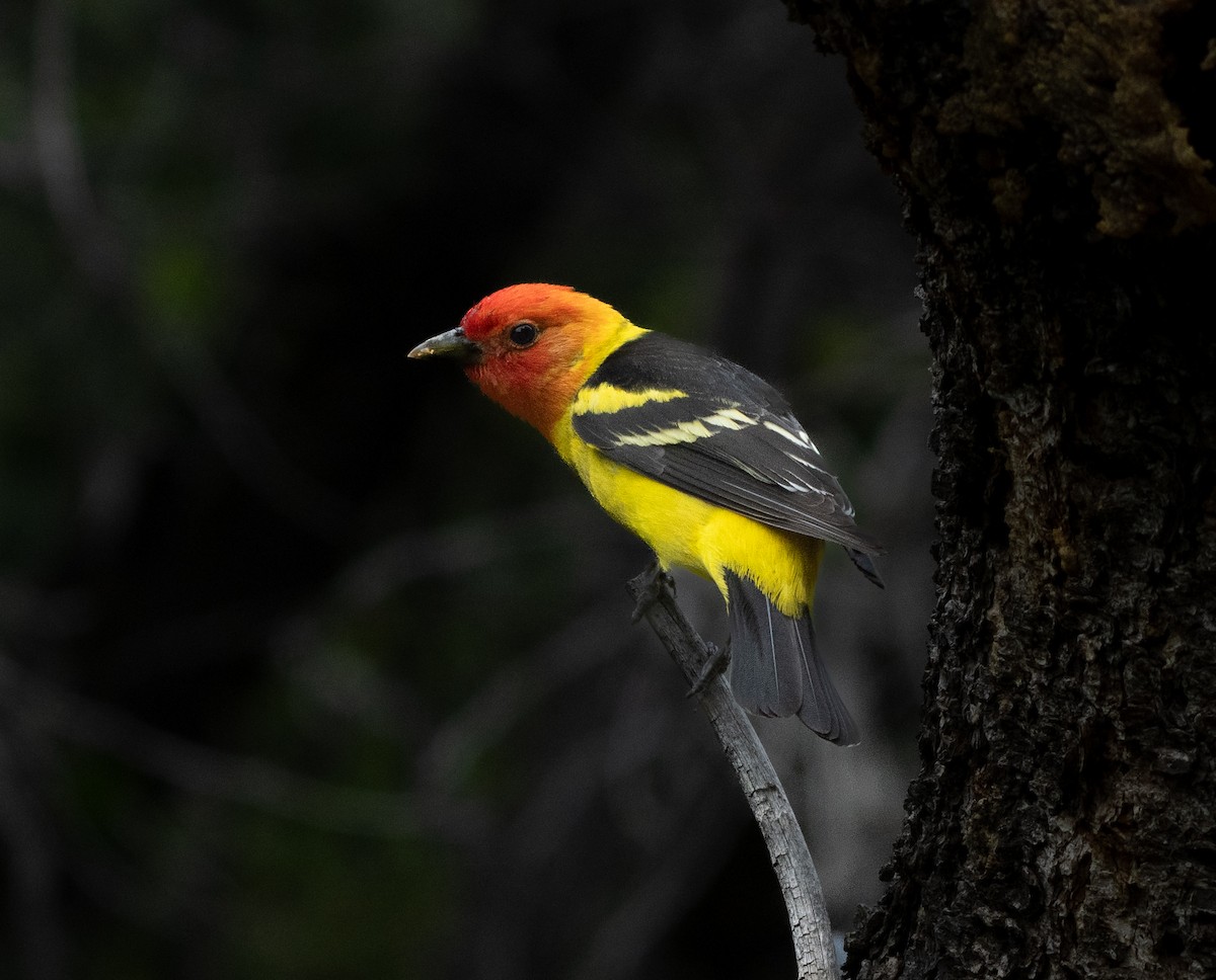 Western Tanager - ML618818385