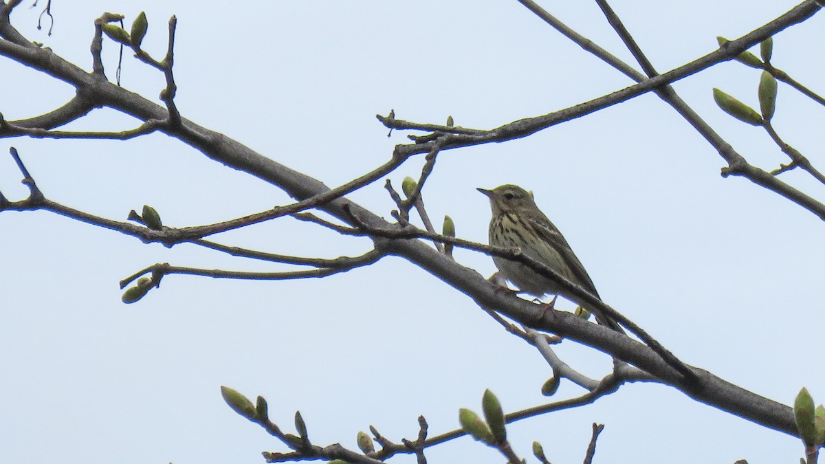 Tree Pipit - Andres J.S. Carrasco