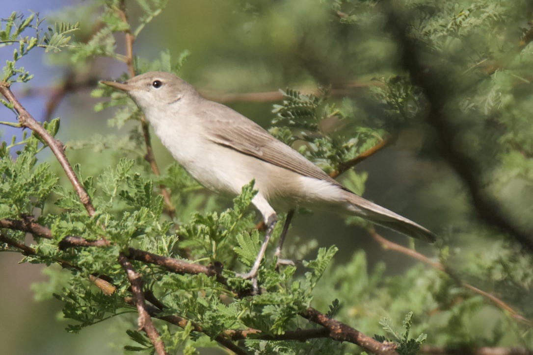 Eastern Olivaceous Warbler - Chris Limbach