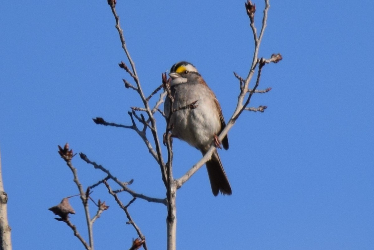 White-throated Sparrow - John Wright