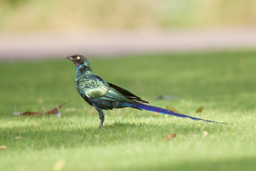 Long-tailed Glossy Starling - ML618818406