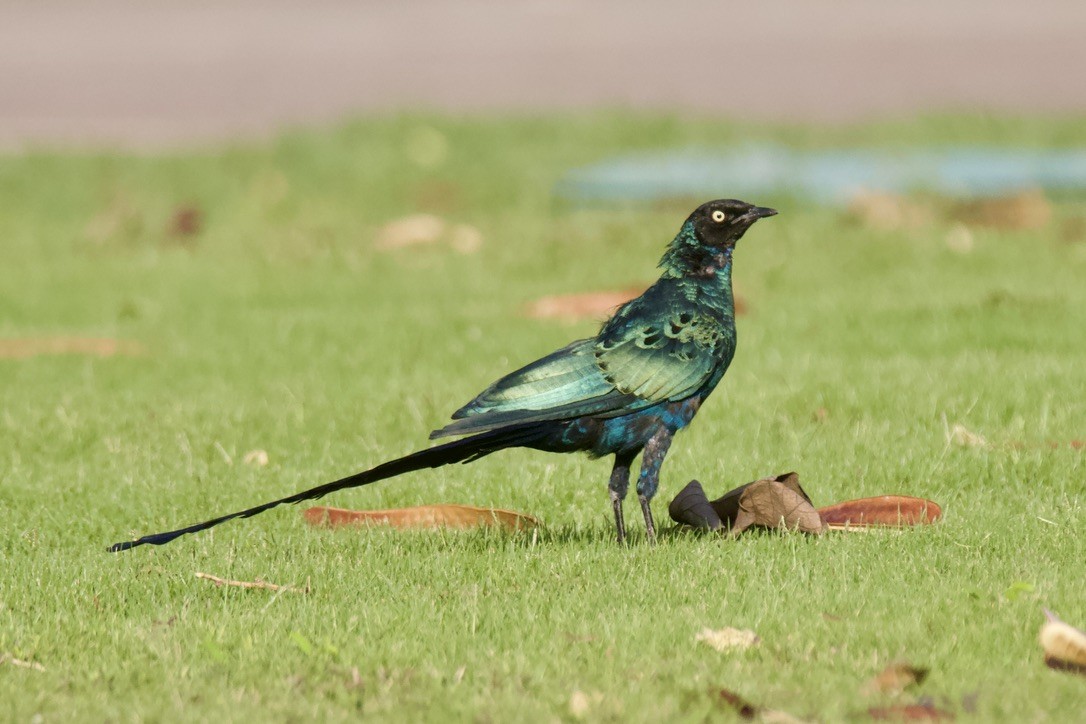 Long-tailed Glossy Starling - ML618818409