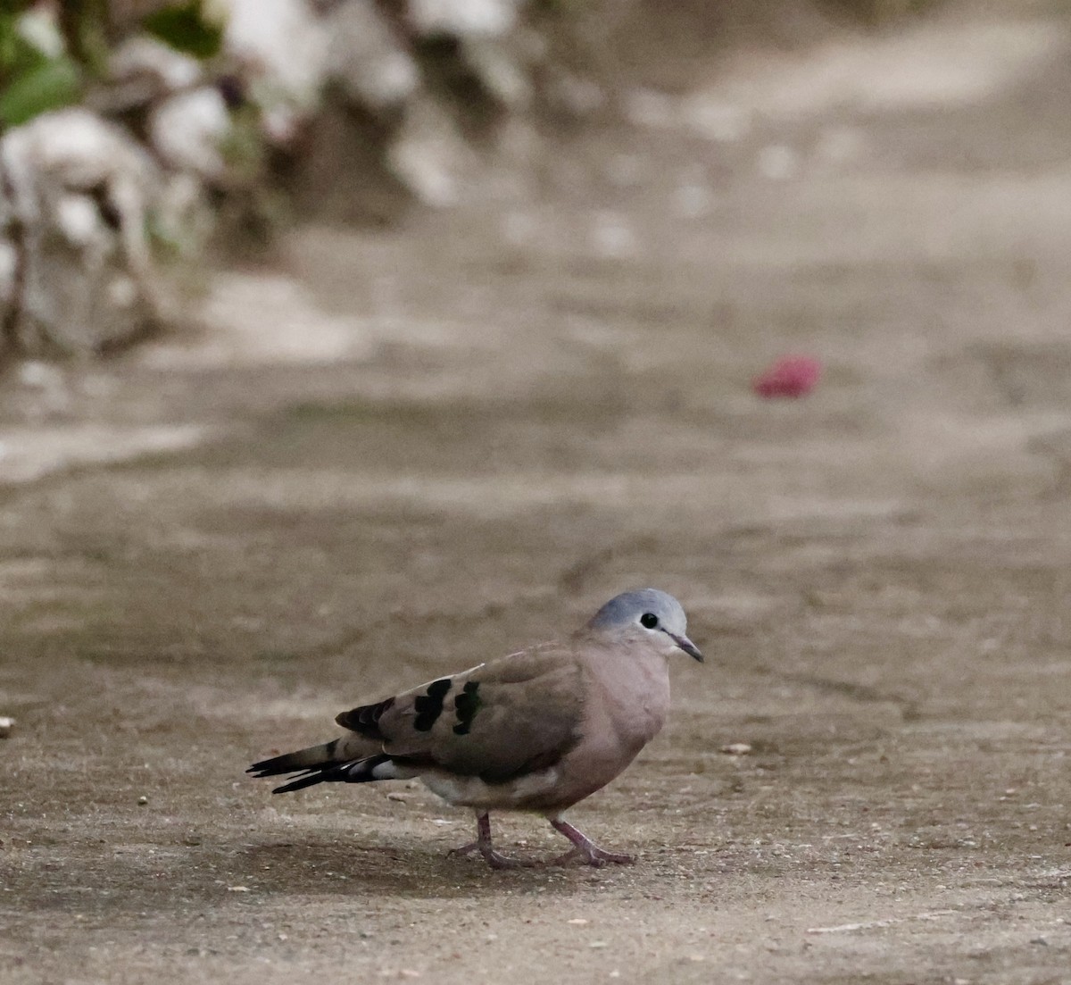 Emerald-spotted Wood-Dove - ML618818544