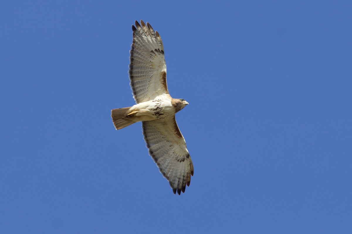 Red-tailed Hawk (abieticola) - ML618818547