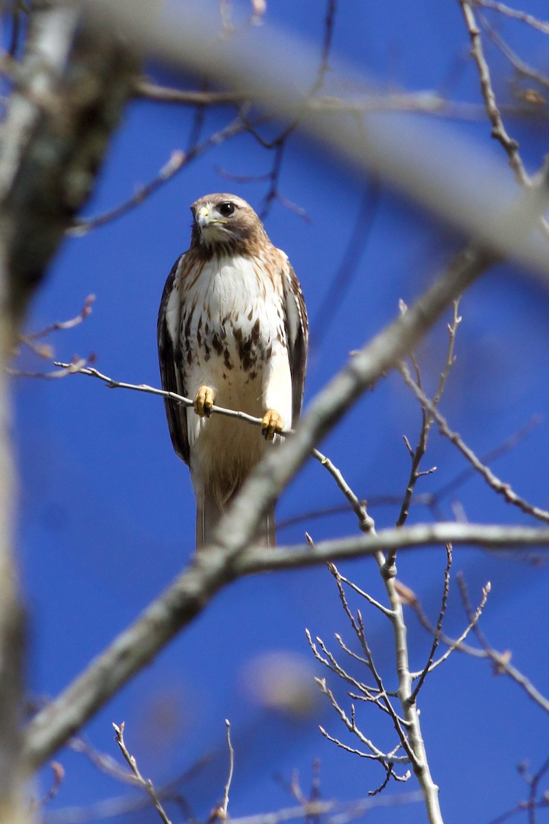Red-tailed Hawk (abieticola) - George Forsyth