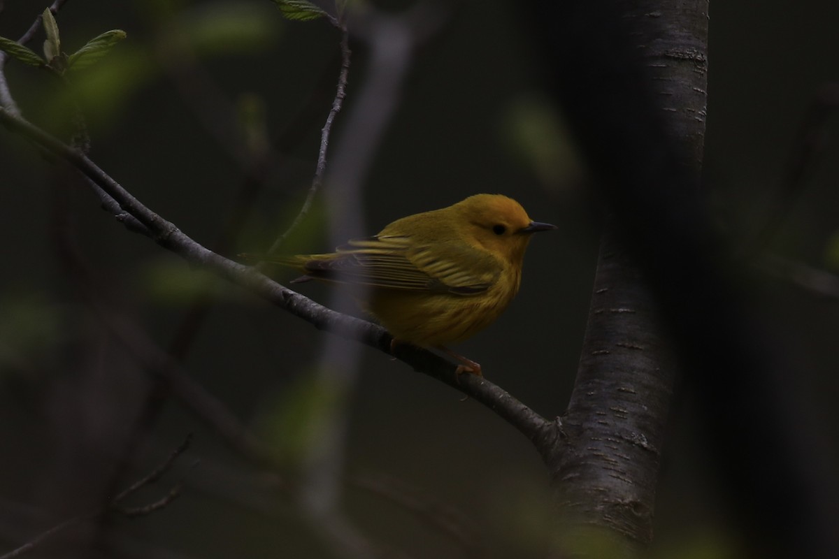 Yellow Warbler - BigYear SoPo2024
