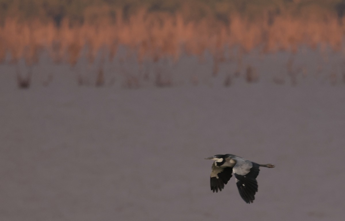 Black-headed Heron - Pelin Karaca