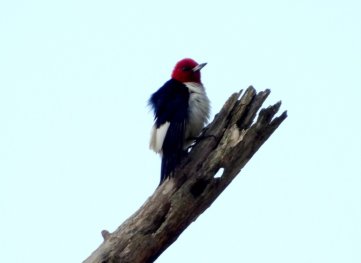 Red-headed Woodpecker - ML618818585