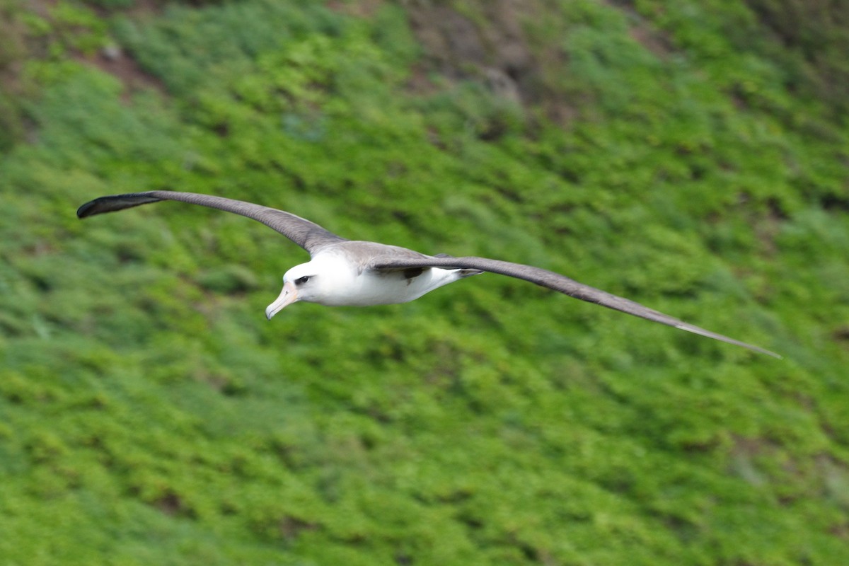 Laysan Albatross - Merryl Edelstein