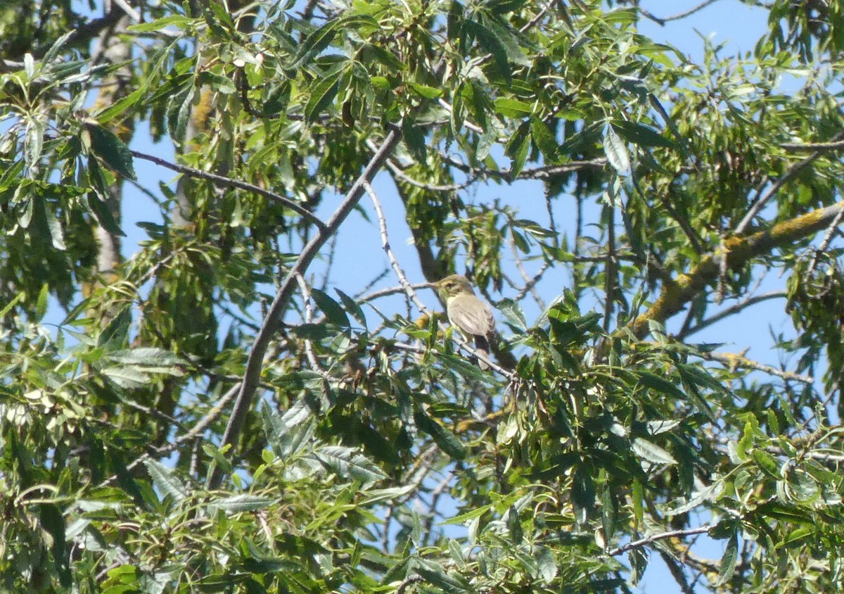 Melodious Warbler - ML618818591
