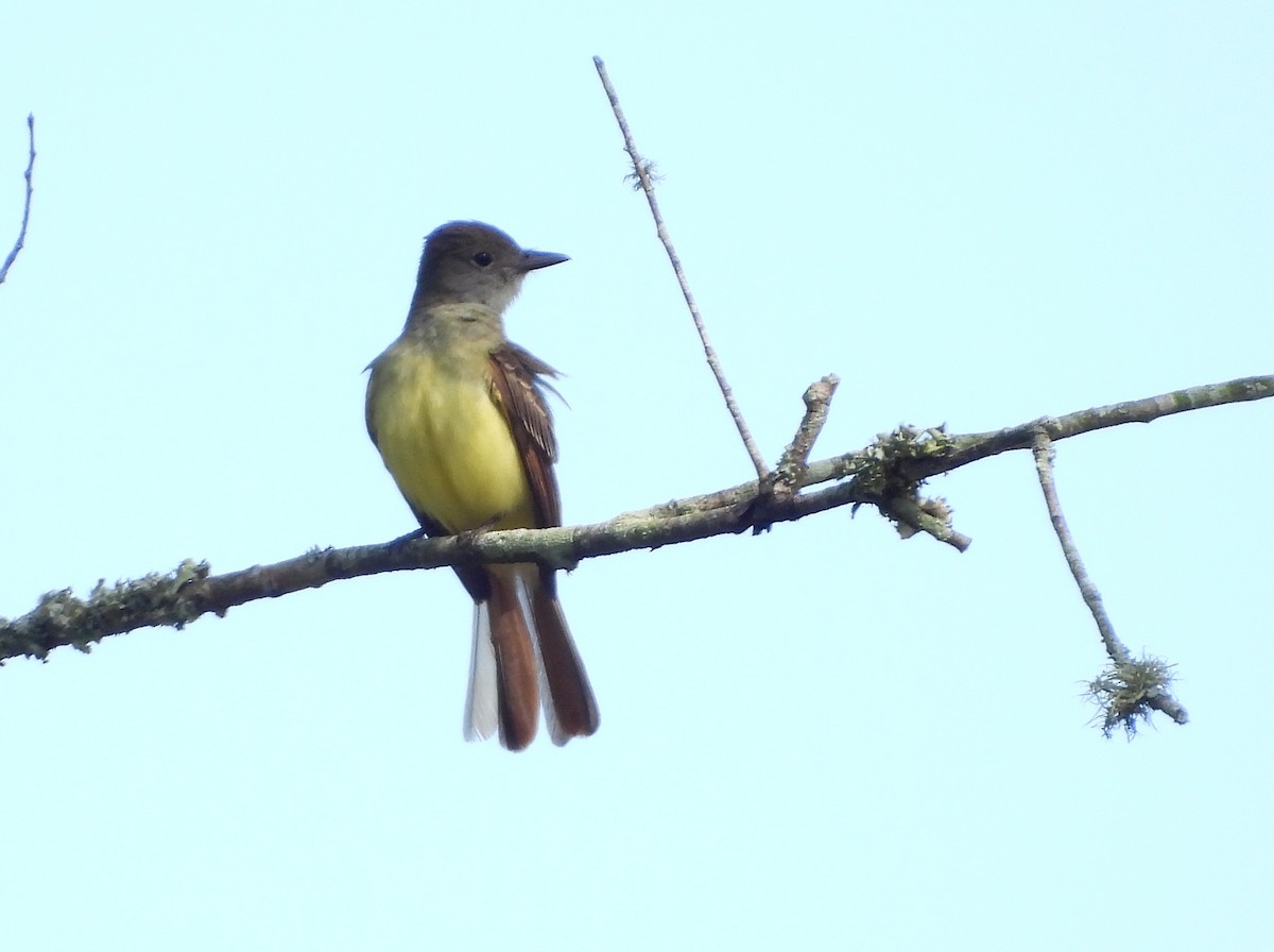 Great Crested Flycatcher - ML618818595