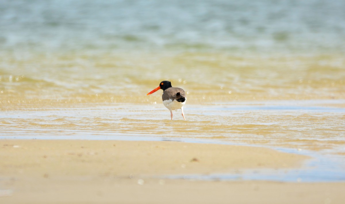 American Oystercatcher - Janette Vohs