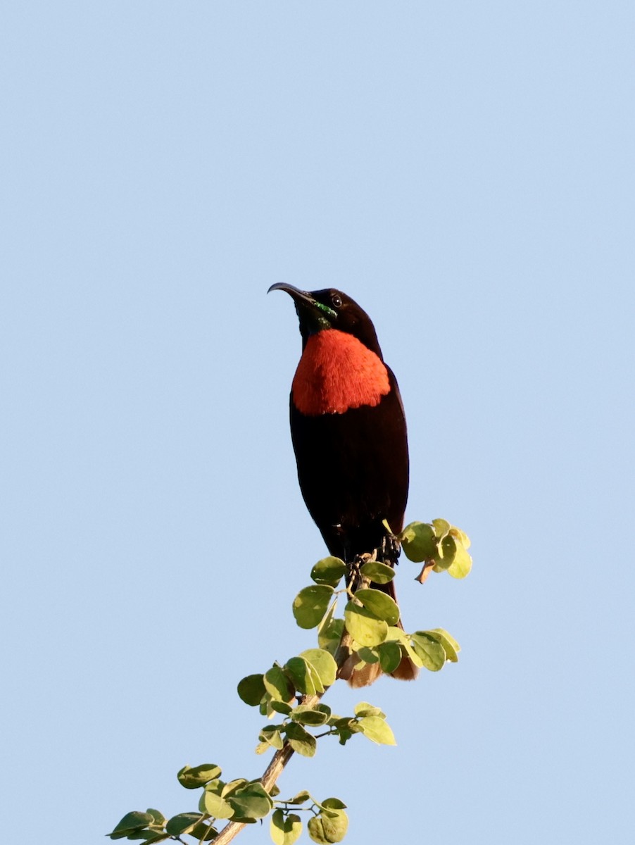Scarlet-chested Sunbird - ML618818611