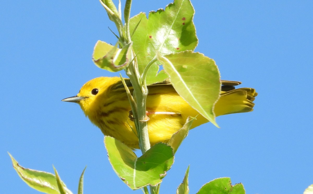 Yellow Warbler - Brent Daggett