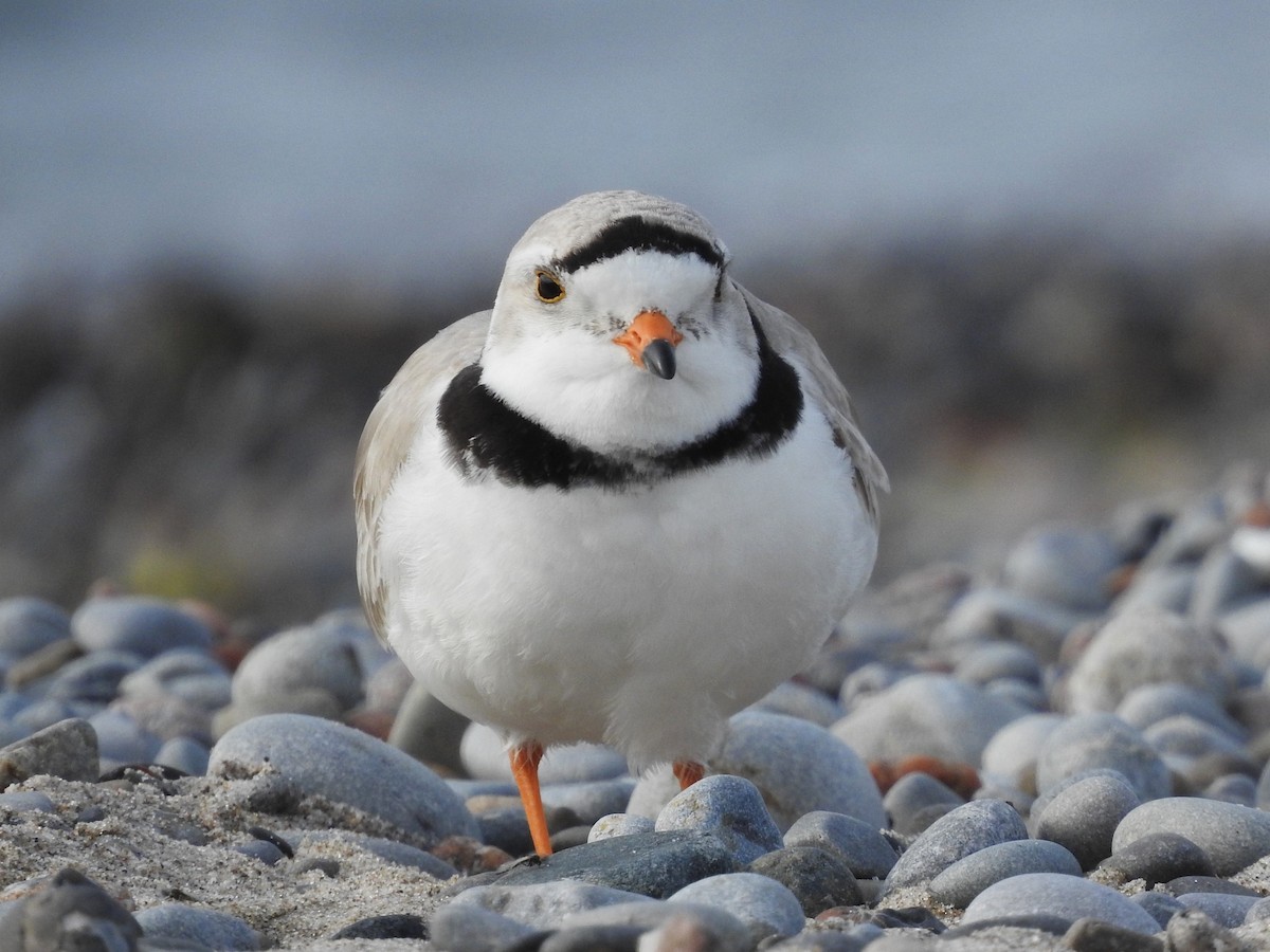 Piping Plover - ML618818646