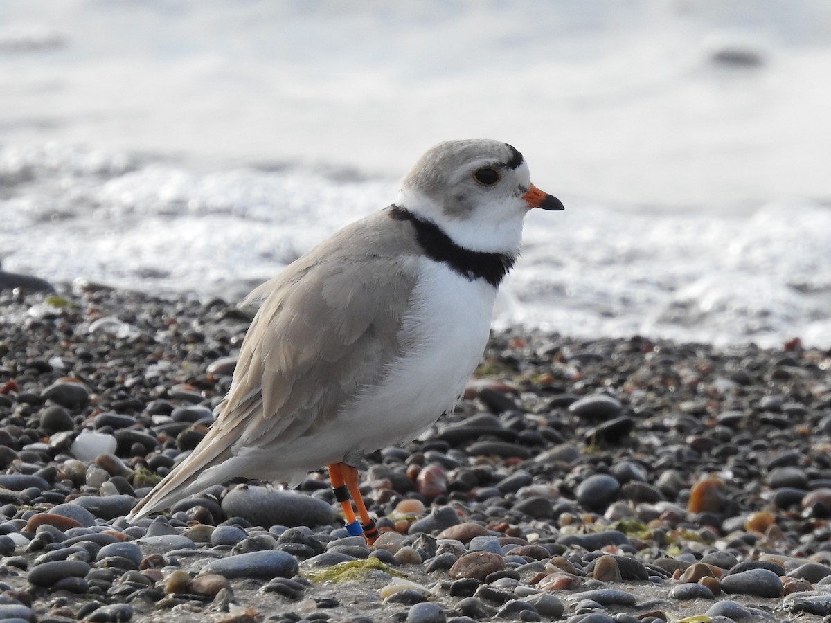 Piping Plover - ML618818647