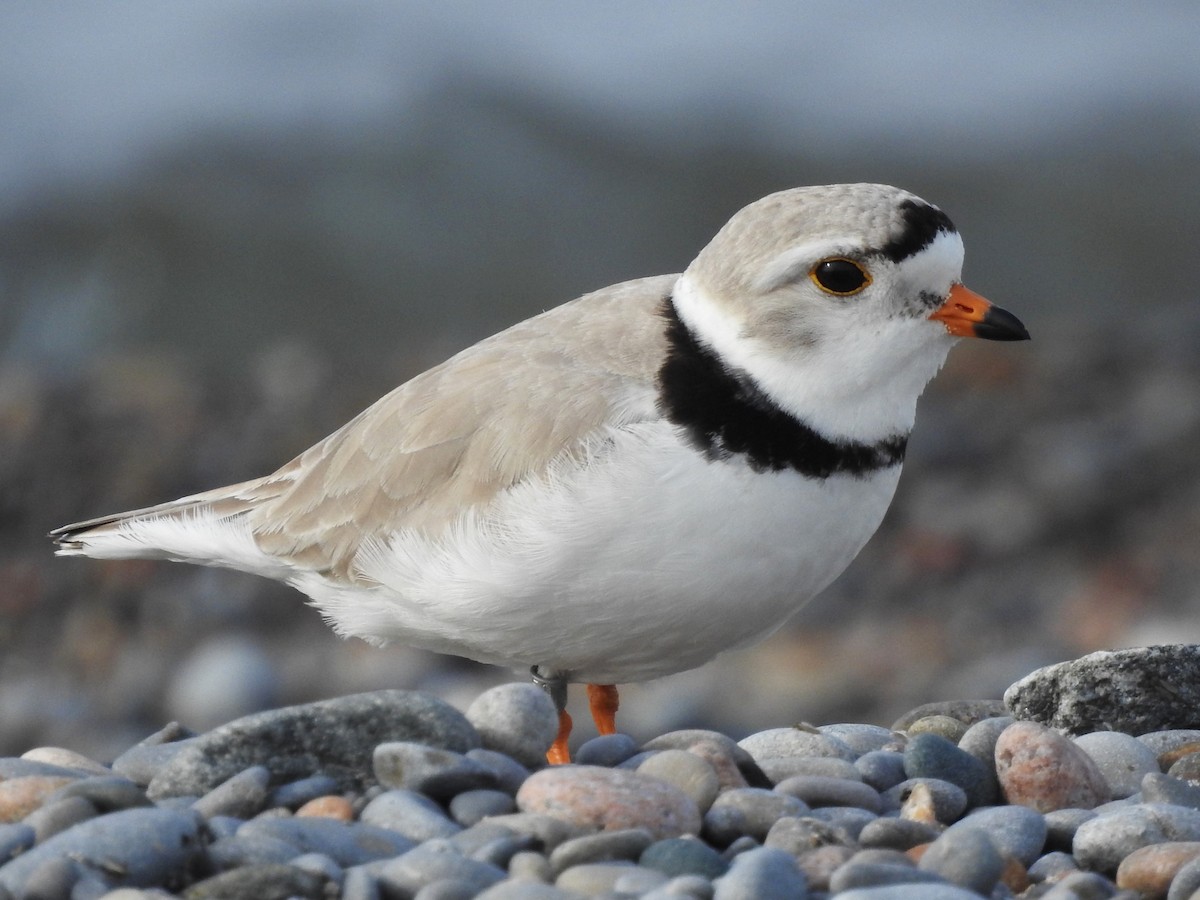 Piping Plover - ML618818648