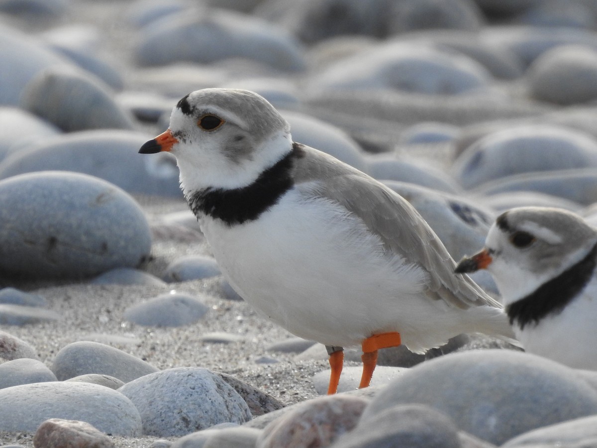 Piping Plover - ML618818649