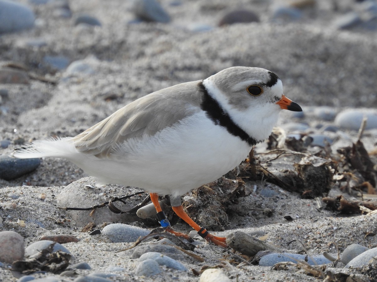 Piping Plover - ML618818650