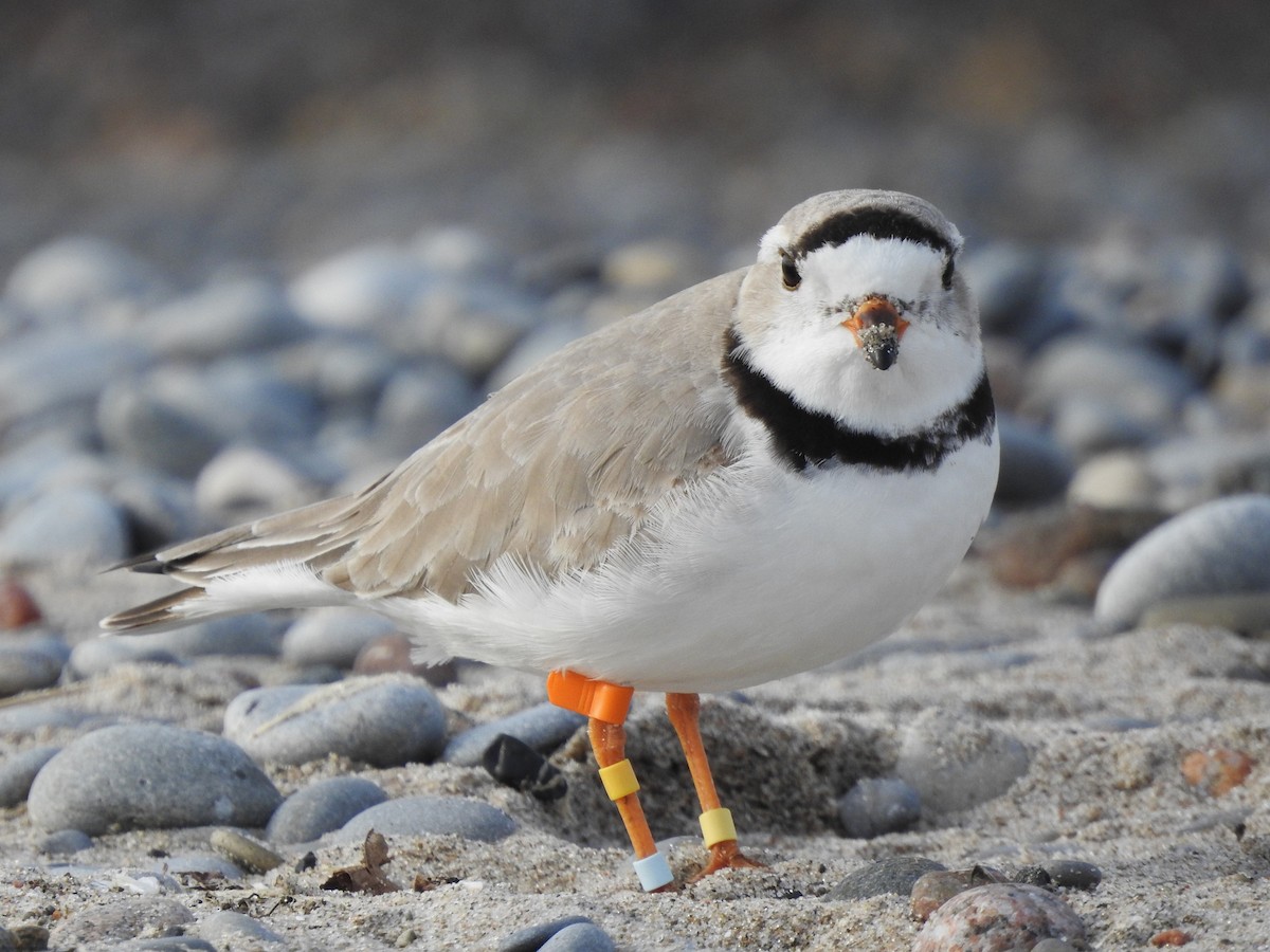 Piping Plover - ML618818651
