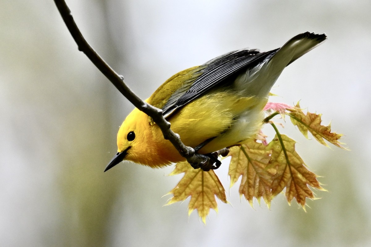 Prothonotary Warbler - Michele Carnerie