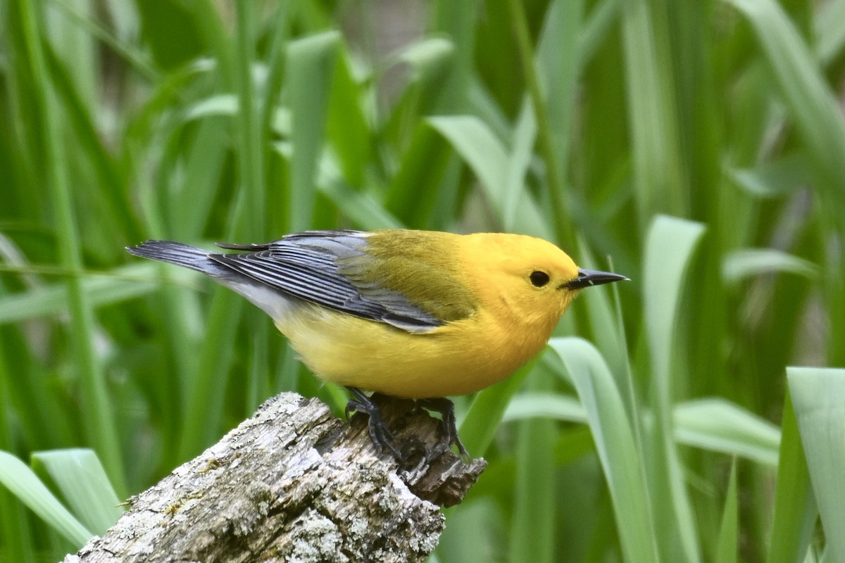 Prothonotary Warbler - ML618818666