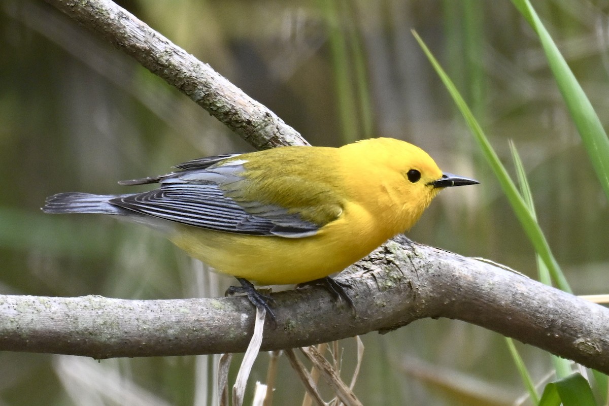 Prothonotary Warbler - ML618818684