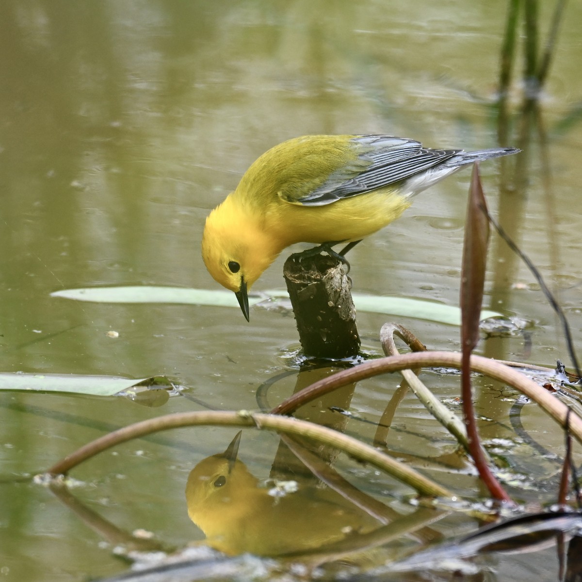Prothonotary Warbler - ML618818685