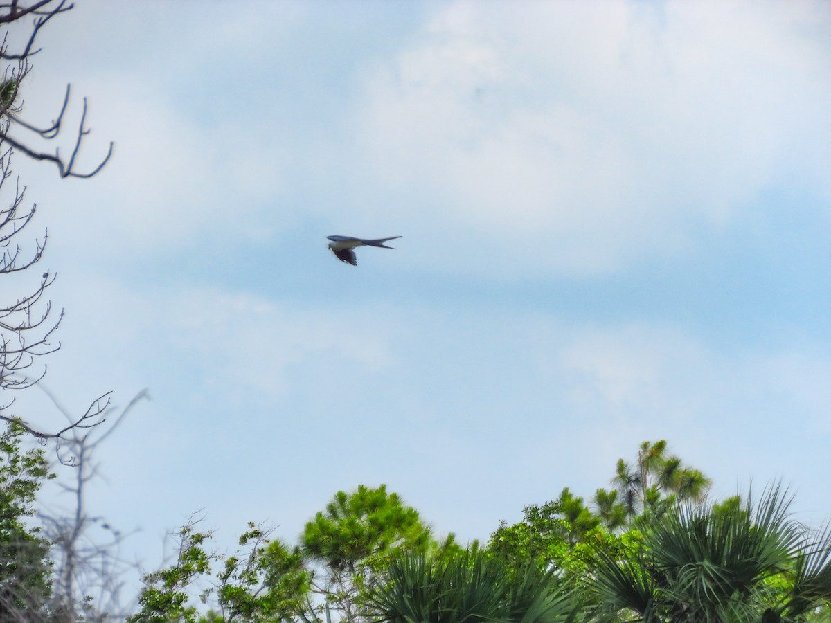 Swallow-tailed Kite - ML618818692