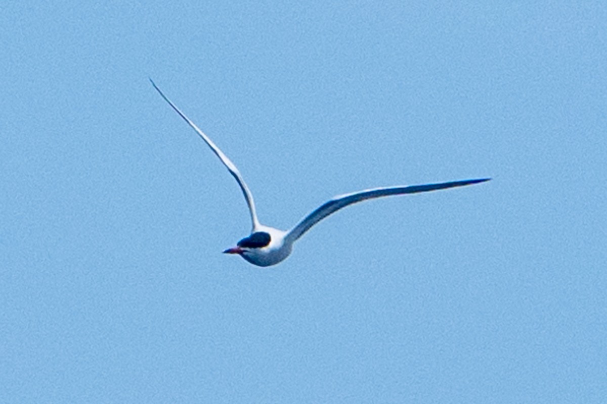 Common Tern - ML618818696