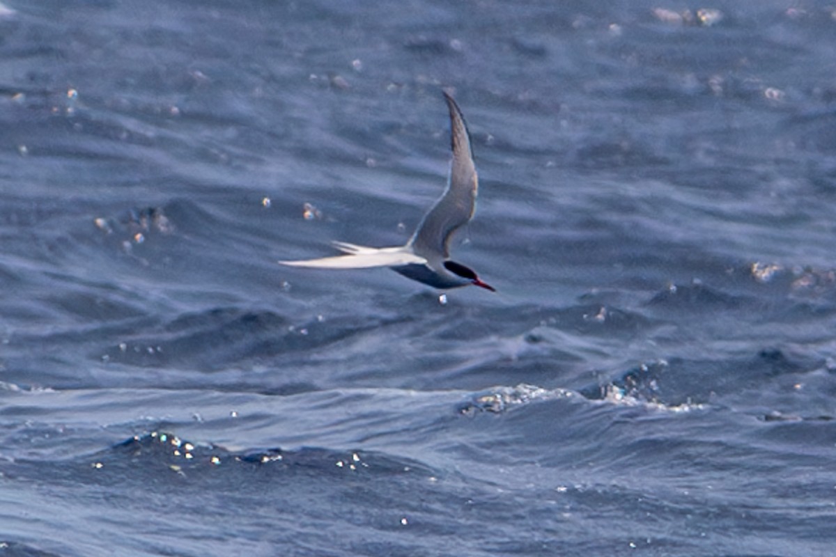 Common Tern - ML618818697