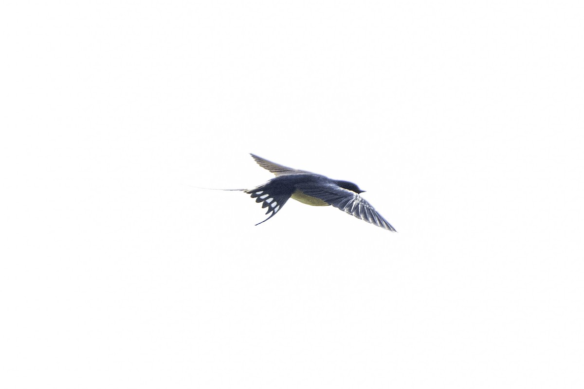 Barn Swallow - ML618818706