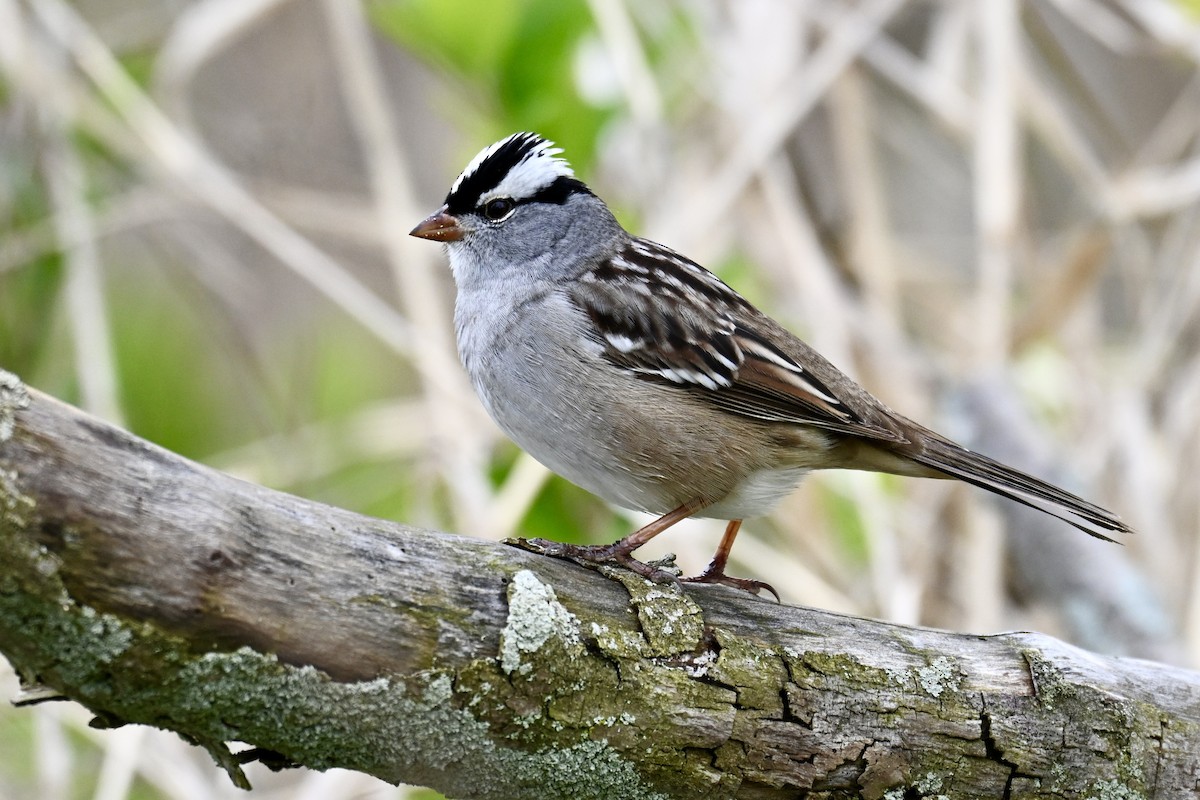 White-crowned Sparrow - Michele Carnerie