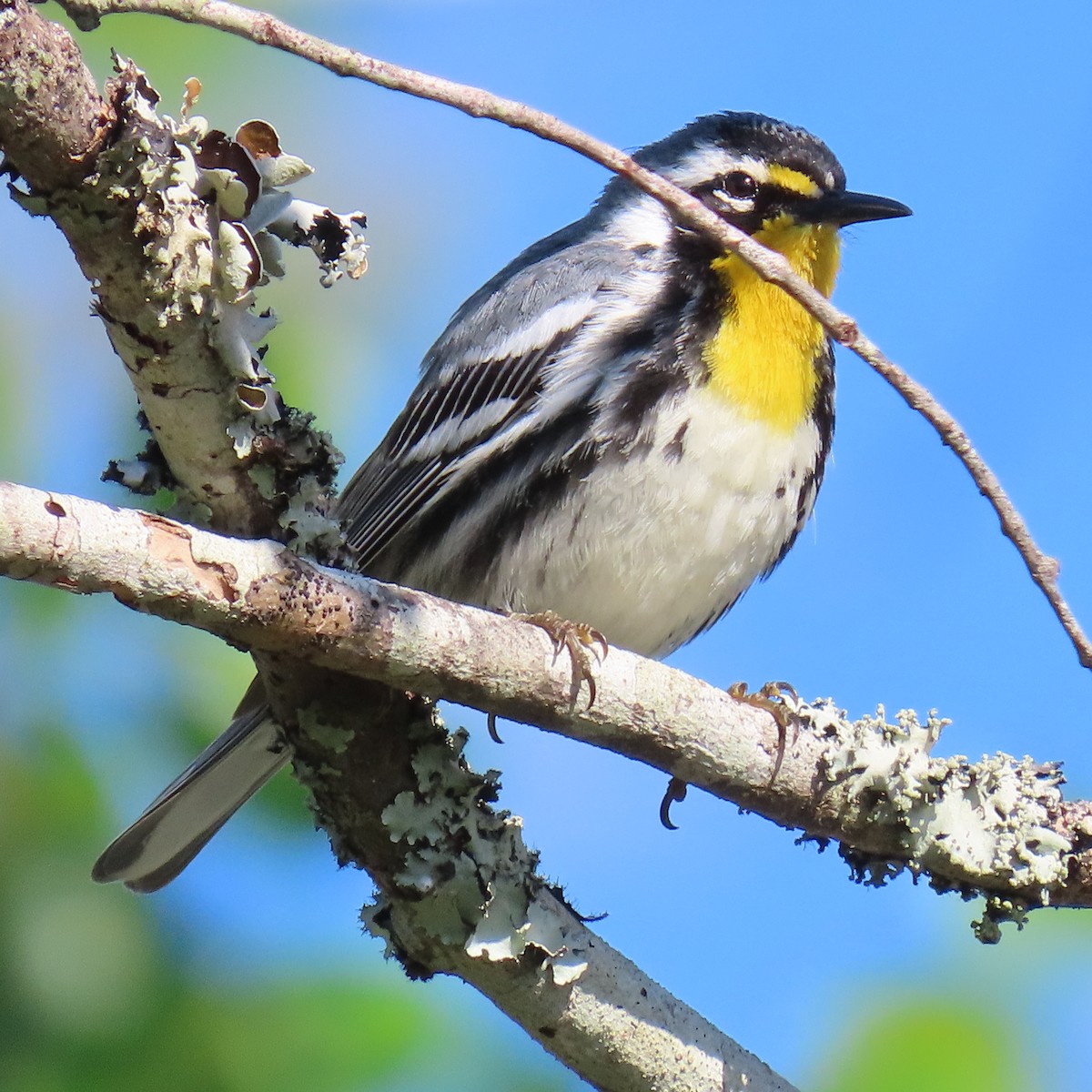 Yellow-throated Warbler - Tom & Anna Leith