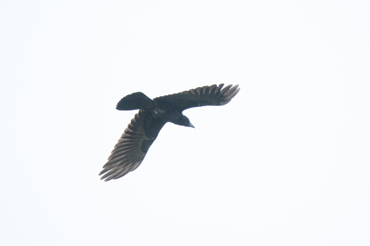 Common Raven - Guido Van den Troost